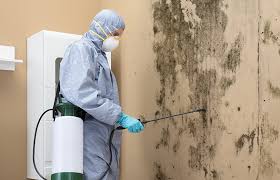 Reliable Little Ferry, NJ Mold Removal Solutions